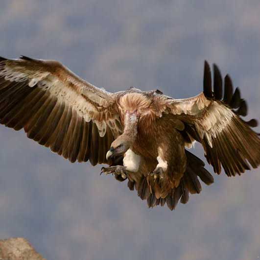 高可用企业级的呼死你在线使用